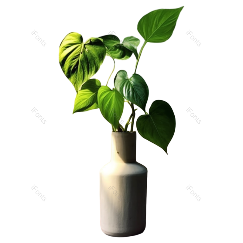 盆栽植物图片,风景元素,植物PNG,阳光免抠素材